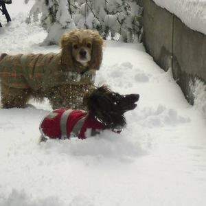 Meet your Posher, Phyllie